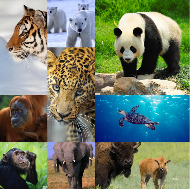 Картинки Исчезающих Видов Животных